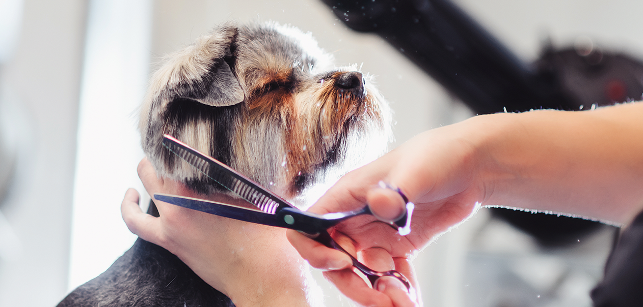 ドッグパラダイス